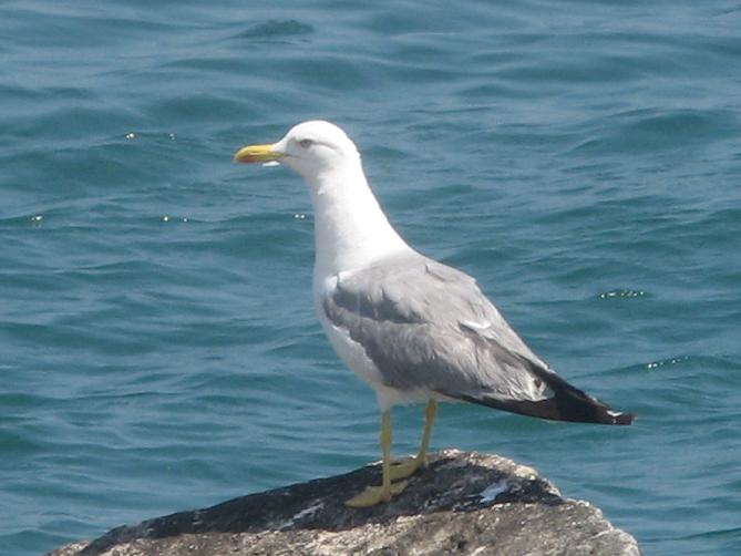 Gabbiano reale mediterraneo